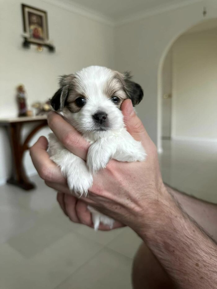 24. This Is Penny. She Is 4.5 Weeks Old And Has The Side Eye Down Pat Already!