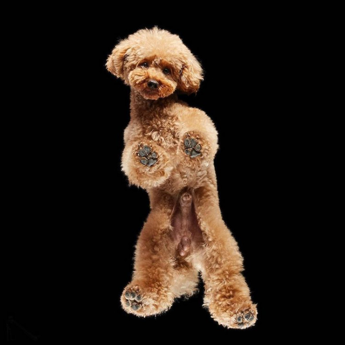 16. This dog could pass as a pop star