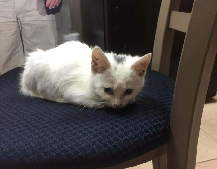 29. "I Present To You The Best Thing I’ve Ever Pulled Out Of A Dumpster: Zap"