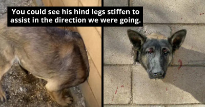 Rescued German Shepherd Found In Distress With Head Trapped In Concrete Wall