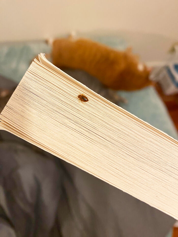 31. As a librarian, you'd be horrified how many books we get returned and have to throw out because they're absolutely *covered* in bed bugs.