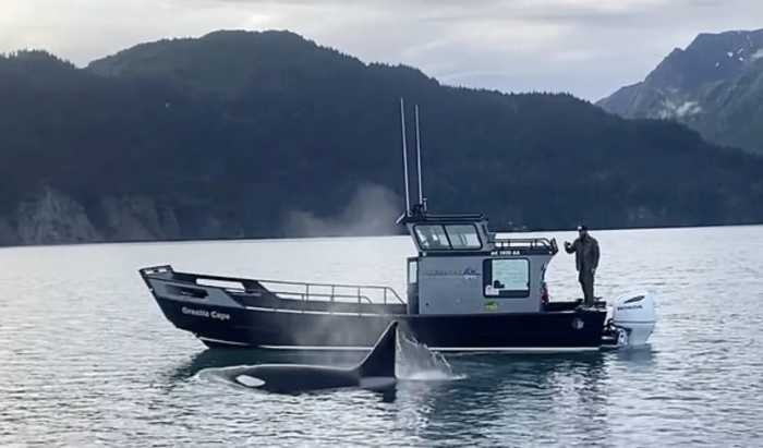 John was sailing in the Kachemak Bay, Alaska when the unexpected passenger climbed aboard his boat.