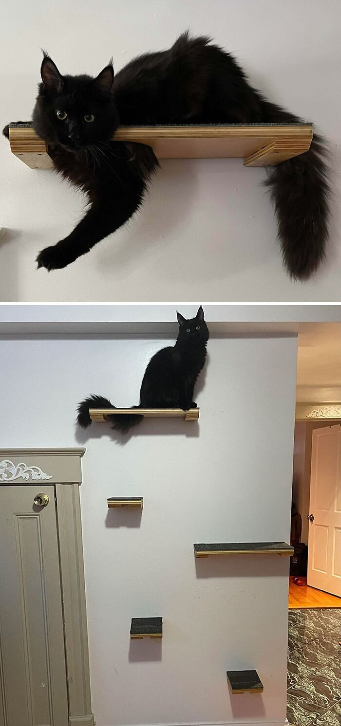 4. Beelzebub, 7 Months Maine Coon On The Shelves We Just Built Him