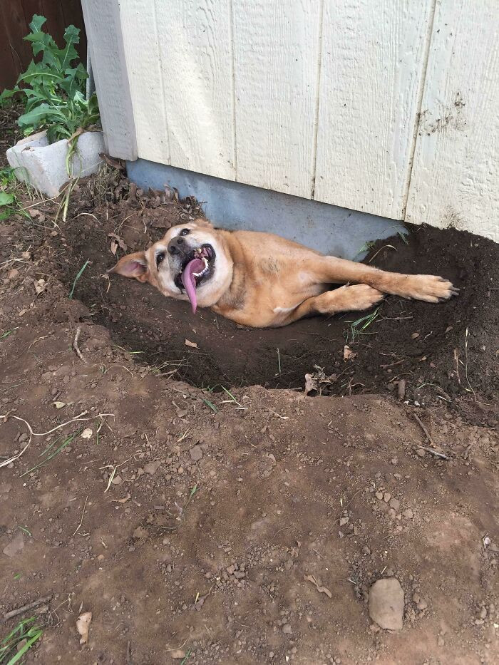 6. Stuck beneath the shed.