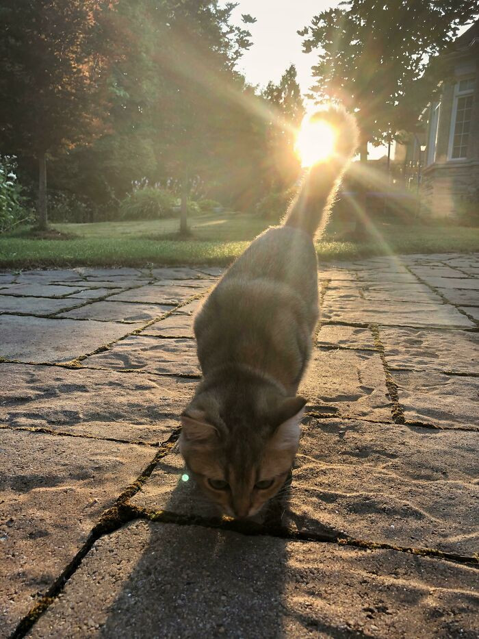 39. Perfectly Timed Tail