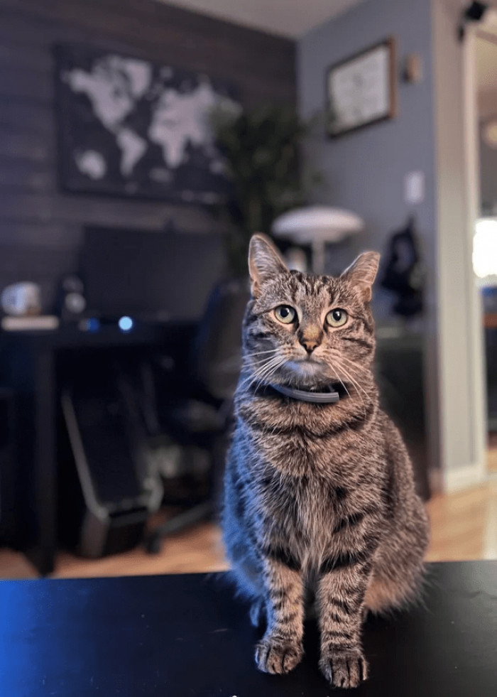 7. "My very shy cat Ash has come out of her shell so much since I took her in; just having her come to me when I’m on the couch is huge. Here’s one of the best pictures I’ve taken of her."