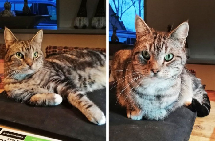 21. You don't want to guess how much this cat's pillow costs.