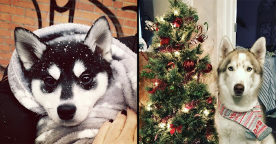 Meet These 14 Huskies And Klee Kai Who Have Got An Abundance Of Holiday Spirit