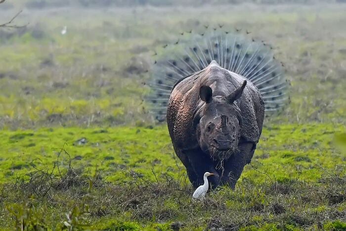 Rhinopeacock By Kallol Mukherjee