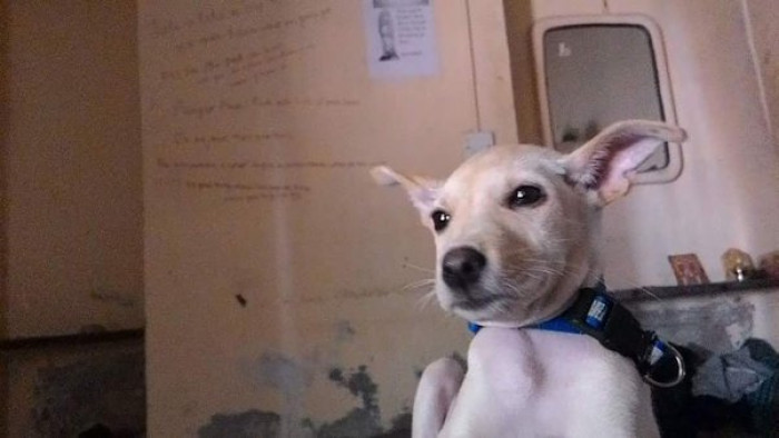 21. "Getting a dog."