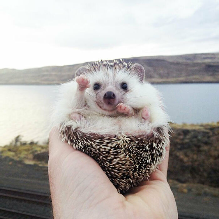"Biddy An African Pygmy Hedgehog Says Hi There As He Poses For The Camera"