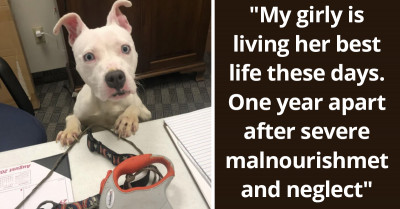 19 Before And After Pictures Of Adorable Adopted Doggos, And They Show The True Power Of Love