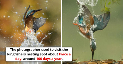 Photographer Finally Gets The Perfectly Timed Snap Of A Kingfisher After Trying For 6 Years With 720,000 Shots