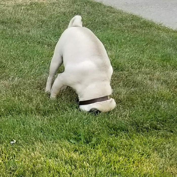 16. My favorite pic of my pug. There is no hole in the grass.