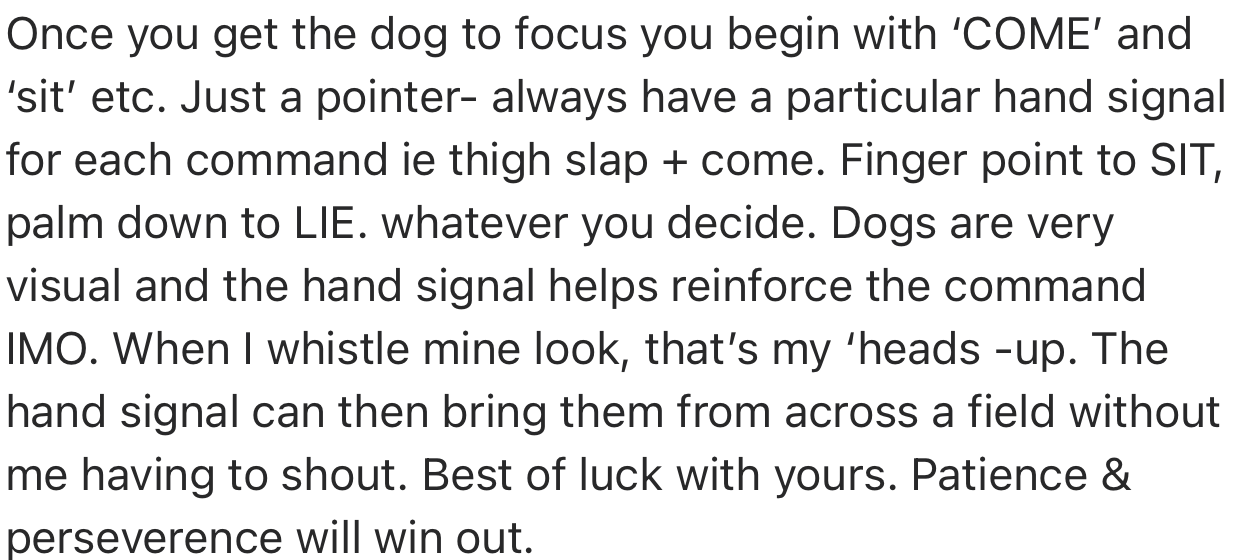 OP should also consider training their dog to understand hand signals. Hand signals can be used to get the dog’s attention and reinforce commands when they are distracted