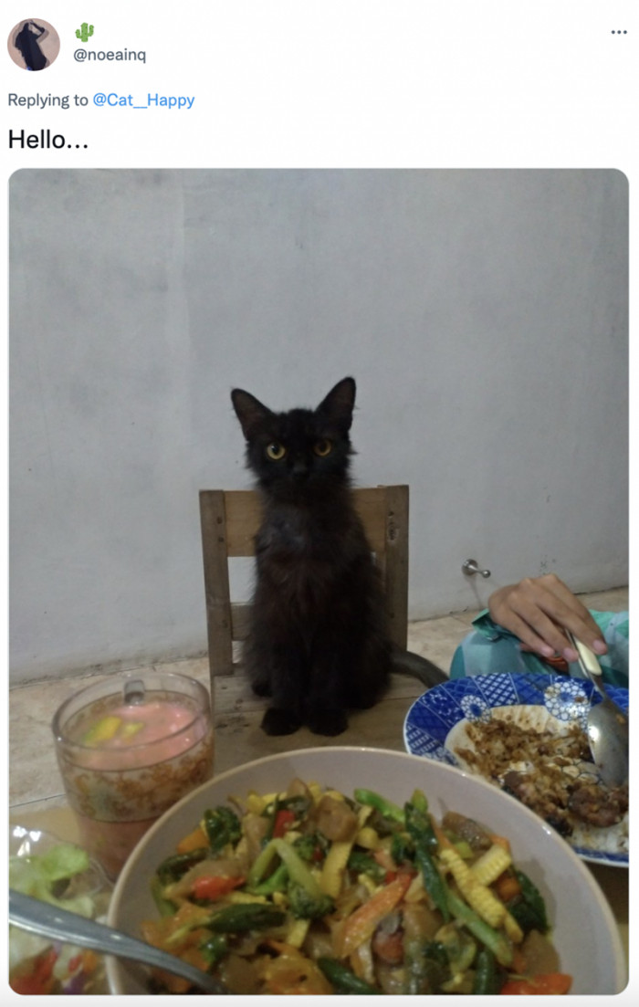 2. You had us at meow