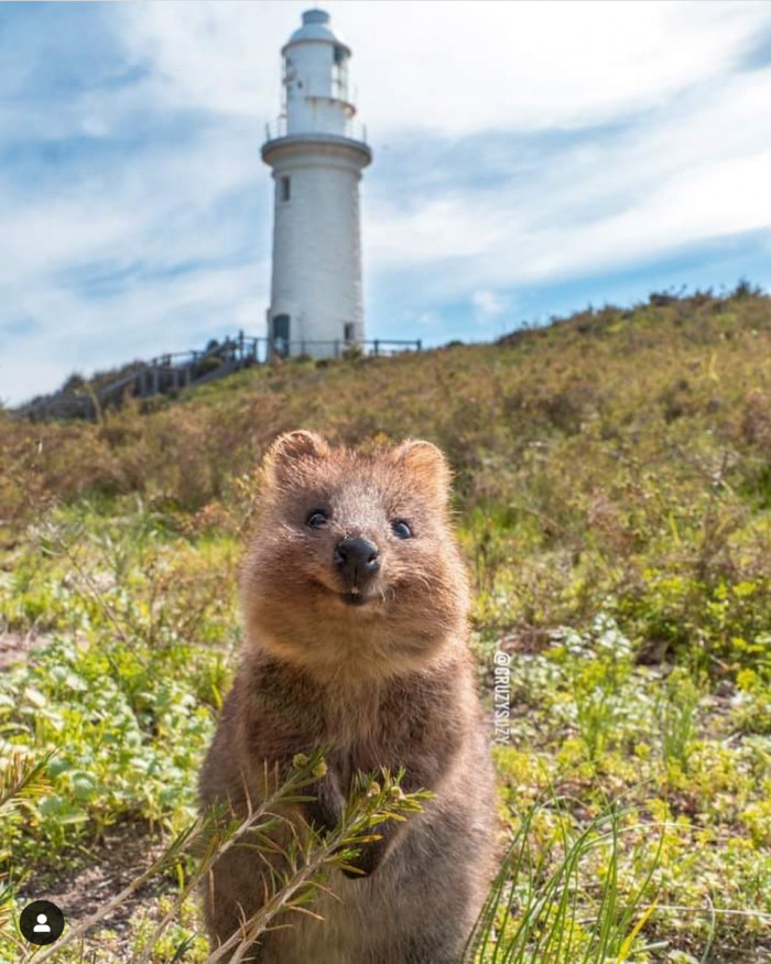 This Quokka definitely made this landscape even better