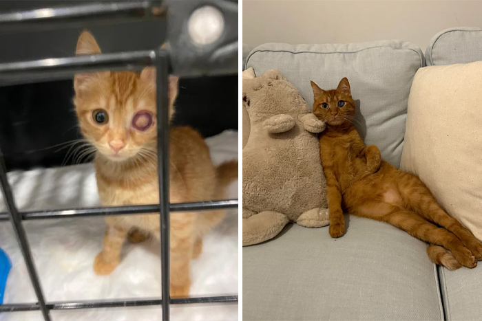 5. Lost an eye, gained an attitude—and the comfiest spot in the house.