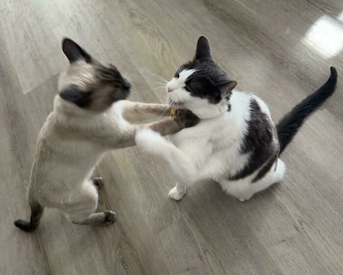 32. Negotiations between rival crime families broke down immediately.