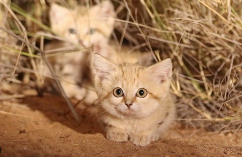 Small sand cats with thick fur blending into sandy desert dunes.