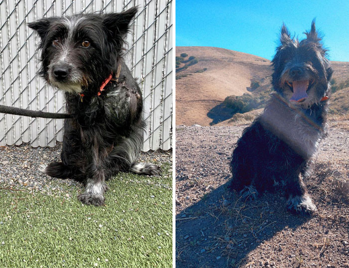 34. I Adopted This Terrified Shaggy Dog A Week After She Had Her Leg Amputated In April 2021