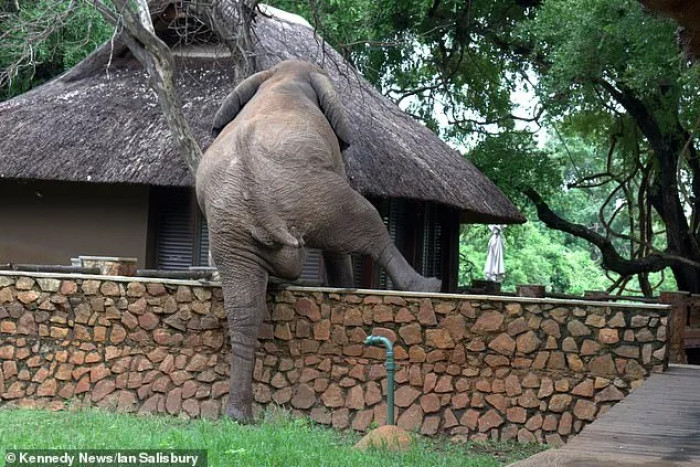 Never thought I'd see a picture of an elephant climbing over a wall so gracefully.