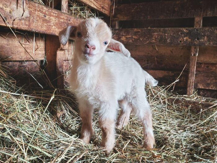 18. Butterscotch, 2 Days Old And Already Stealing My Heart