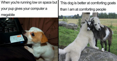 30 Adorable and Funny Dog Memes for Dog Lovers Around The World