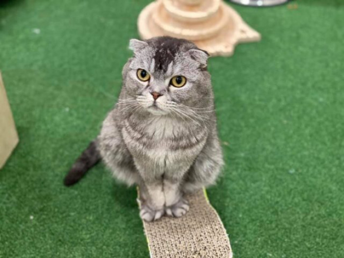 This would be a great idea for cat cafes to partner with shelters.