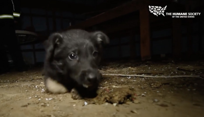 One puppy that tugged at our heartstrings was Daniel