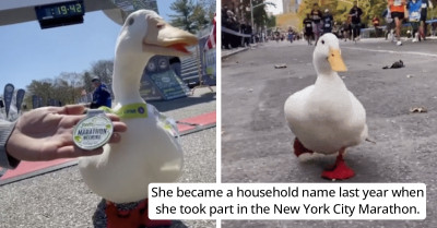 Wrinkle The Duck Wins Her First Medal Running Her Second Marathon