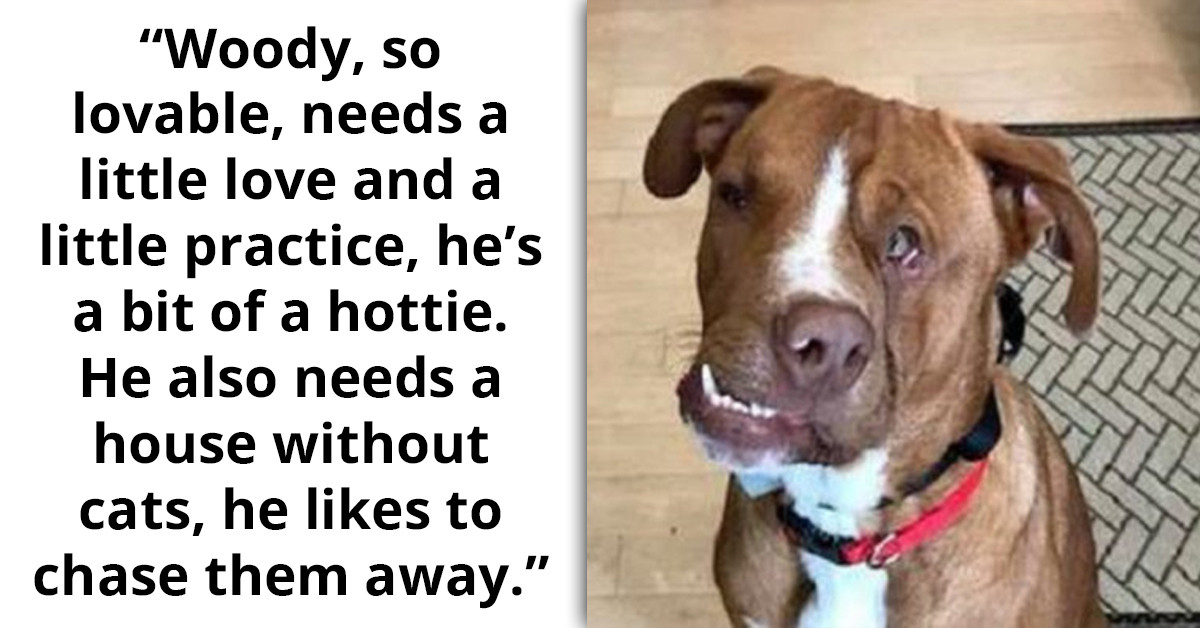 Meet Woody, A Pitbull With A Disfigured Face Looking For A Forever Home