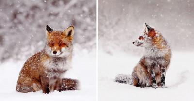 These 19 Enchanting Photos of Red Foxes Dusted With Snow Will Make Your Day
