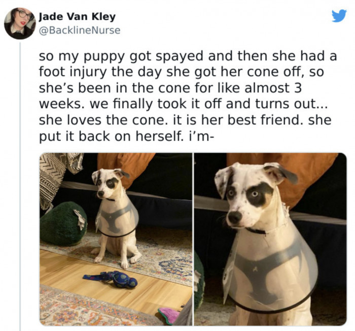 34. It's the hottest item in doggy fashion