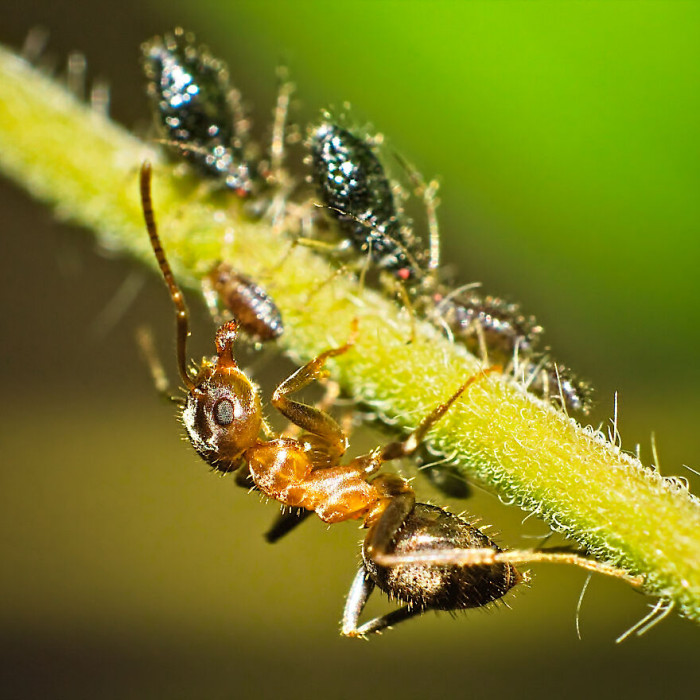 14. There's a flock of them now