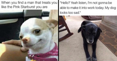 Here Are 30 Cute And Dandy Doggo Memes For A More Hilarious And Memorable Day