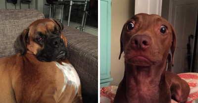 20 Adorably Goofy Dogs Guaranteed to Make Your Day