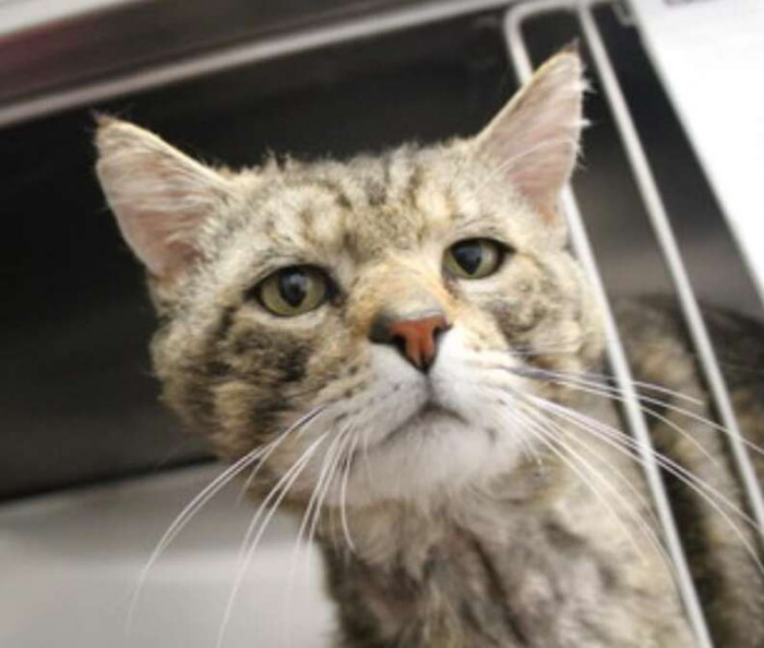 He was found living as a stray in Christchurch, New Zealand