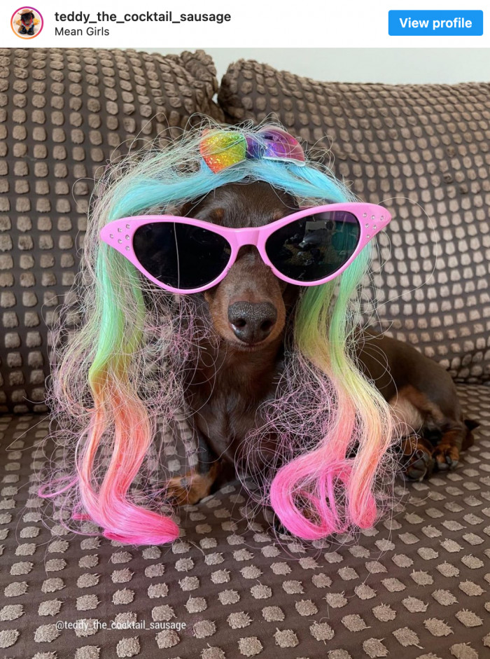 3. Teddy the Cocktail Sausage is ready to strut her stuff.