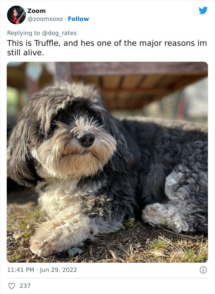 Good doggo Truffle