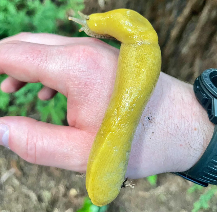 Banana Slug