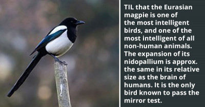 Meet The Eurasian Magpie, One Of The Most Intelligent Birds On Earth And The Only Bird Known To Pass The Mirror Test