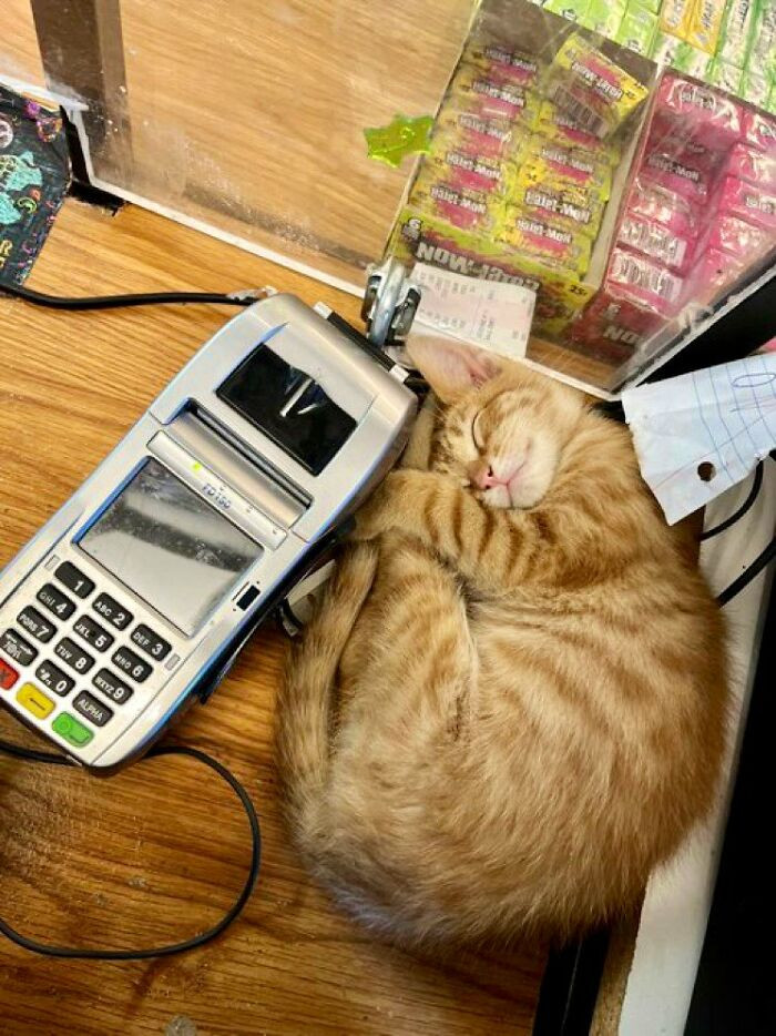 26. Swipe your card and get to cuddle with a cat