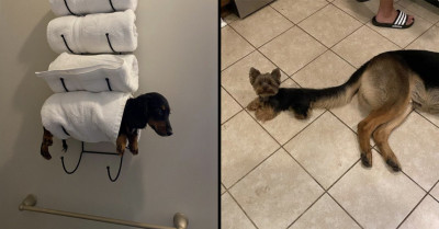 35 Times People Shared Pictures Of Goofy Doggos That’ll Make You Wonder "What Kind Of Dog Is This"