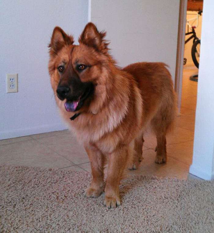 19. Shepherd Chow, which is a Chow Chow & German Shepherd Crossbreed