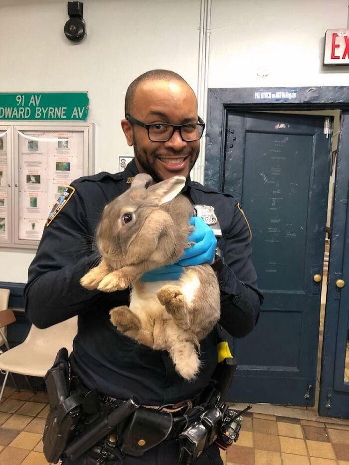 "The NYPD Rescued This Large Bunny"