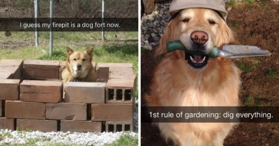 30 Of The Best Dog Memes To Brighten Up Your Day
