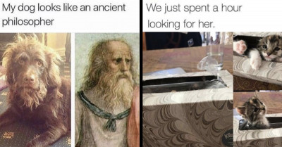 21 People Posted Their Cats and Dogs Whose Actions Summarize Their Charm and Fun