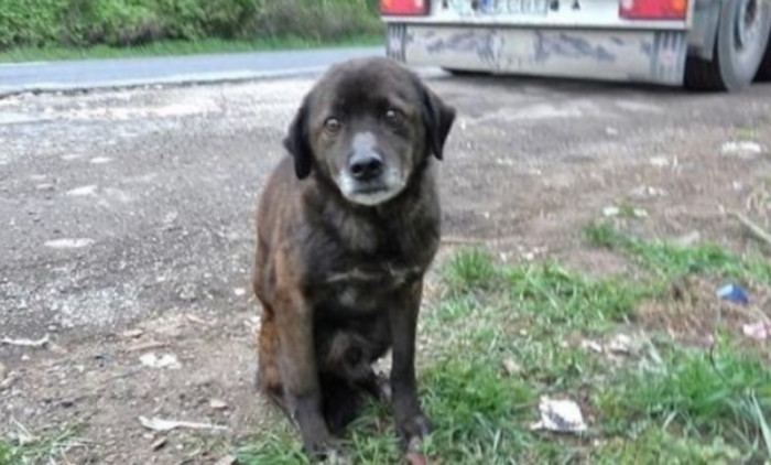 Someone had dumped a weak and old dog in the middle of nowhere and he had fleas and ticks on his back