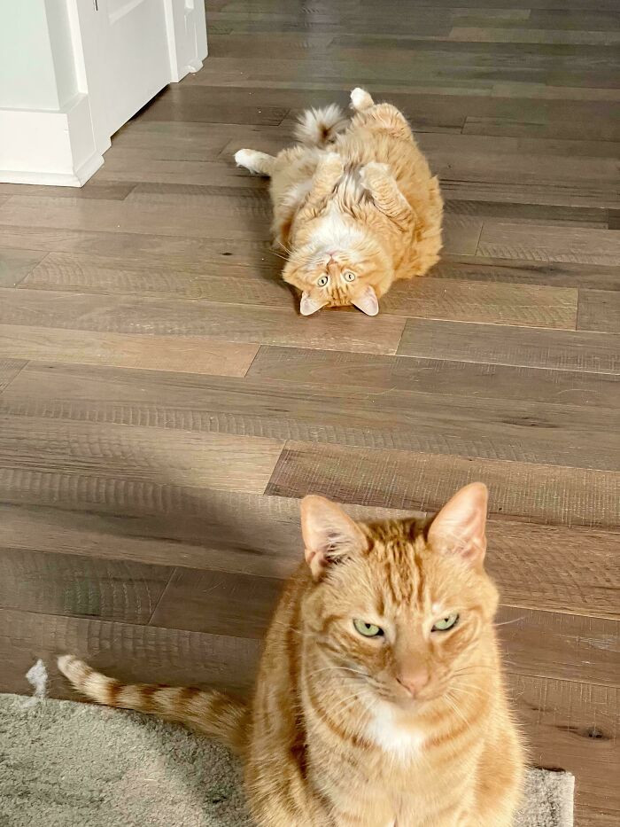 "This Picture Captures Both Of Their Personalities Perfectly"